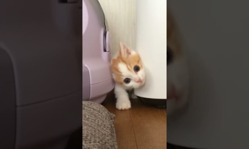 Cutest Kitten Stuck in a Corner!