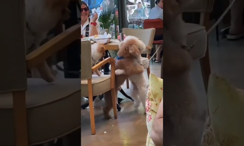 Cutest Puppies Ever #dog #puppies #cute #funnydogs #viral #reels #pawsitivevibe