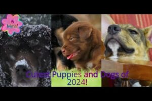 Cutest Puppies and Dogs of 2024!