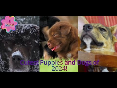 Cutest Puppies and Dogs of 2024!