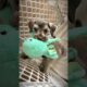Cutest puppy🐙Favorite toy #dogshorts #cutedogs #funnydogs #shorts