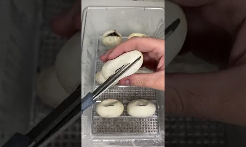 Cutting Open Python Eggs! *BABY SNAKES* #shorts #animals #reptiles #snakes #baby