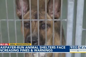 Dead animals, broken legs and lack of vet care: WRAL Investigates taxpayer-run animal shelters