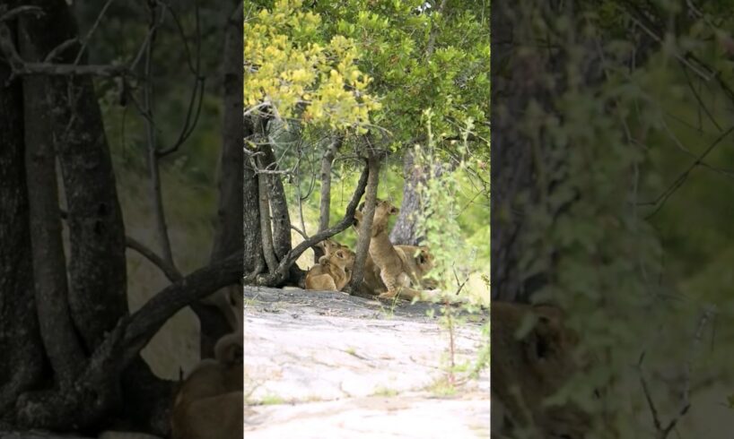 Did you see the lion cubs playing? #animals #lion #shorts #viral