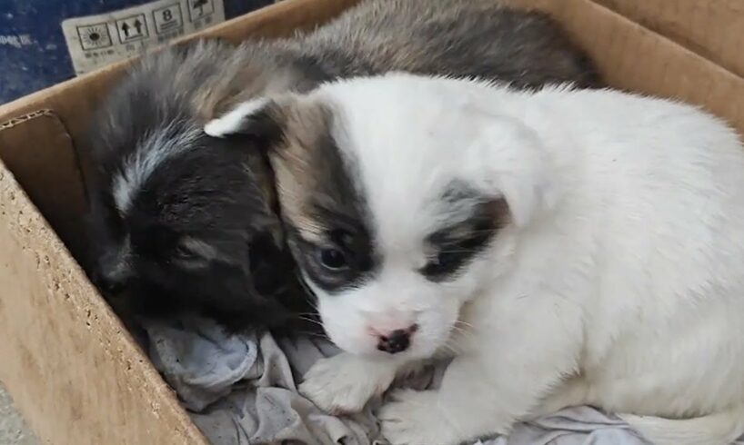 Dog Cruelly Abandoned Without Teeth, Shivering And Cuddling