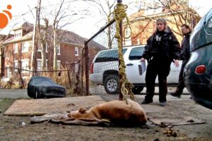 Dog Died Tied To Fence Gets Animal Cops Detroit To Rescue Another Dog