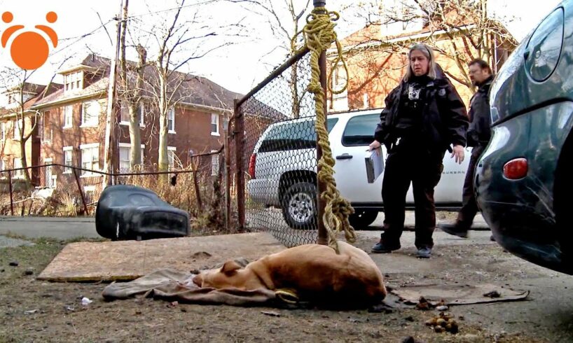 Dog Died Tied To Fence Gets Animal Cops Detroit To Rescue Another Dog