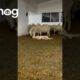 Dog Loves Attention From Sheep || ViralHog