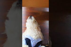 Dog Sings Along with Piano Player
