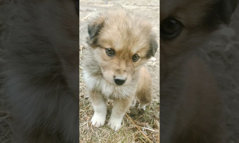 Dog videos cute puppies ||"Watchful Paws: Adventures with My Dog Puppy"#youtubeshorts#shortsfeed