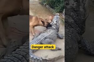 Dog vs Crocodile attack| German shepherd | #akpfunny