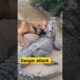 Dog vs Crocodile attack| German shepherd | #akpfunny