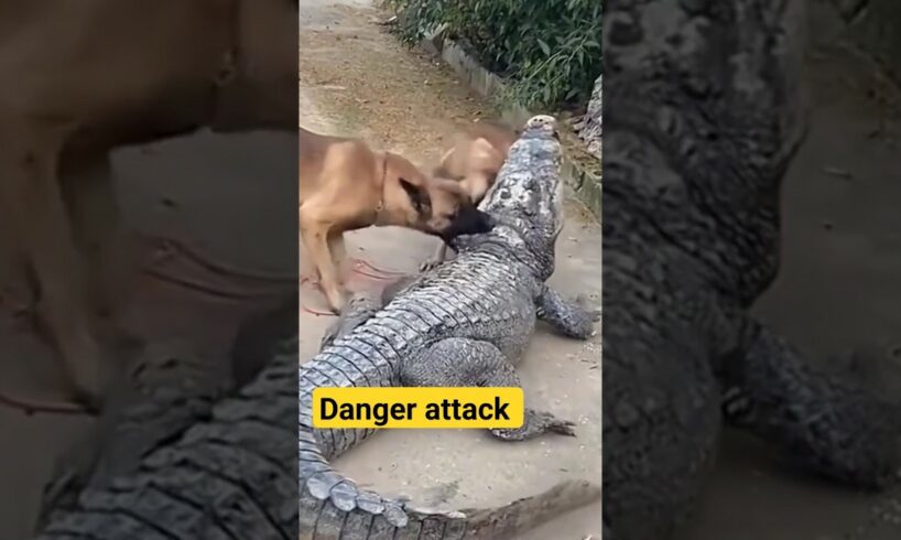 Dog vs Crocodile attack| German shepherd | #akpfunny