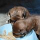 Dogs Are So Hungry, They Bark When They See Food And Stick Their Heads In The Food Bowl