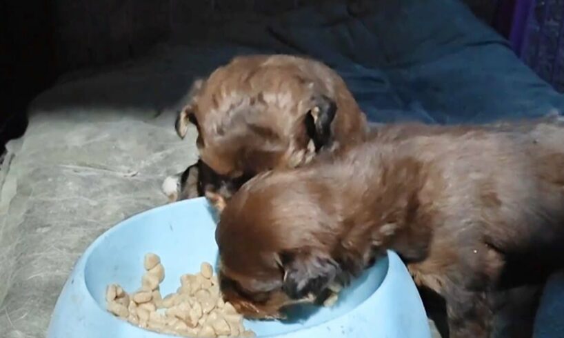 Dogs Are So Hungry, They Bark When They See Food And Stick Their Heads In The Food Bowl