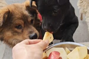 Dogs Enjoy Buffet With Poor Conditions And Only Apples