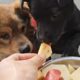 Dogs Enjoy Buffet With Poor Conditions And Only Apples