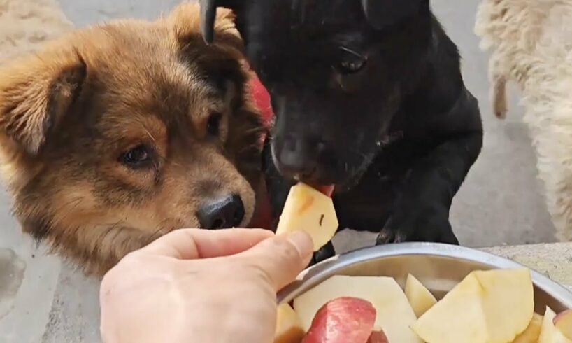Dogs Enjoy Buffet With Poor Conditions And Only Apples