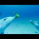 Dolphins Play Catch With A Pufferfish! | Spy In The Wild | BBC Earth Kids