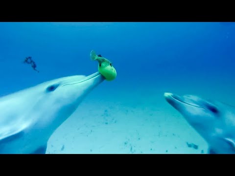 Dolphins Play Catch With A Pufferfish! | Spy In The Wild | BBC Earth Kids