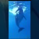 Dolphins are playing in the sea #shorts #shortvideo #dolphin #play #animals  #sea #cutebaby #pets
