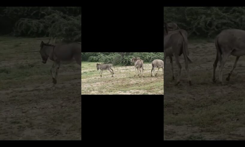Donkey playing in the jungle #animals #pets #donkey #shortsvideo #gadha