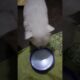 #Dudhu piyenge hum tho dudhu piyenge #trending #viral #cute puppies 🥰