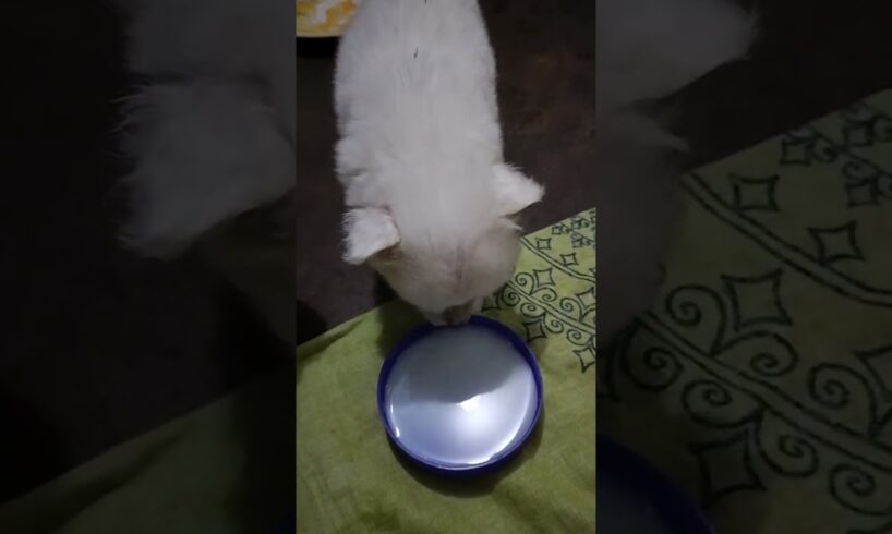 #Dudhu piyenge hum tho dudhu piyenge #trending #viral #cute puppies 🥰