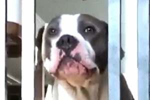 Dumped dog's cry is heartbreaking