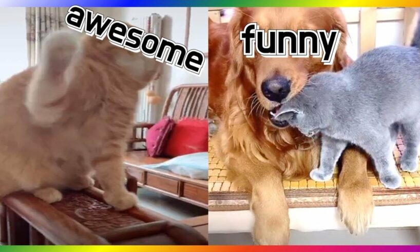 [EP.18] Puppy and Kitten | Awesome Funny and cute puppies kittensㅣDog Cat Video Compilation CatDogTV