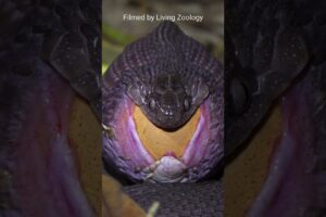 Egg-eater swallowing a huge egg, snake feeding