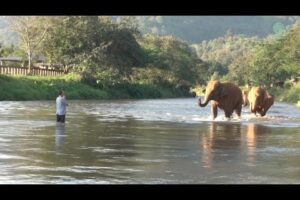 Elephants Ran To Reunion With The Favorite People Who Away For 14 Months - ElephantNews