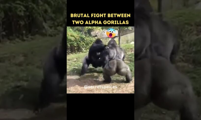 Epic Battle Gorilla Fight's Gorilla #shorts