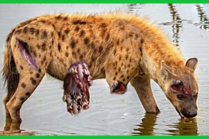 Epic Battle of Lion Vs Hyena || Hyena Attacks Lion | Wild  Animal Fight 2024