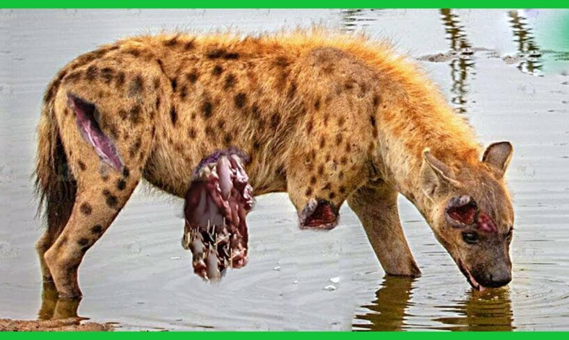 Epic Battle of Lion Vs Hyena || Hyena Attacks Lion | Wild  Animal Fight 2024