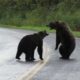 Epic grizzly bear fight!