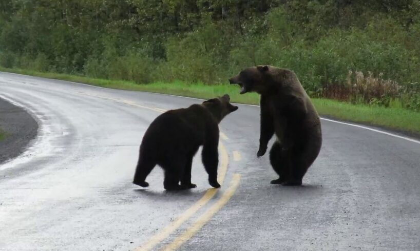 Epic grizzly bear fight!