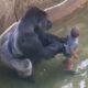Experts Weigh In On Harambe's Last Moments