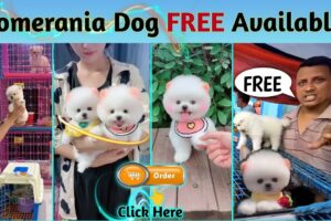 FREE FREE Pomeranian Dog Available | Teacup Dog | Pocket Dog | Cute puppies price in India | #viral