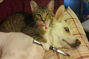 FUNNY CATS vs DOGS 🐱🐶 Best Friends or Enemies? 🐾 New Funniest Animals Videos 2023 😂