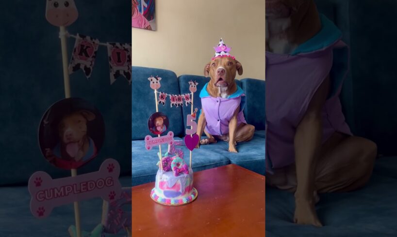 Family throw a birthday party for their dog 🐶🎂 (🎥: ViralHog)