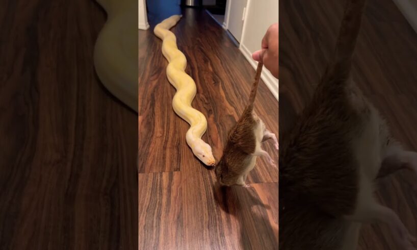 Feeding My Giant Burmese Python A Huge Rat! 🐀🐍