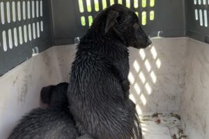 Fire Fighters Dumped Drowning Puppies At The Shelter Without Asking! - Takis Shelter