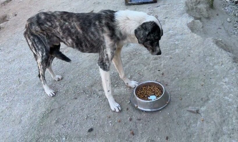 Food is everything for the three new chained dogs! They can kill for food - Takis Shelter