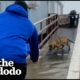 Football Players Rescue Mom And Puppies Left Behind During A Storm | The Dodo