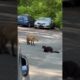 Fox vs cat