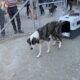 Freedom for the third dog who was chained up - Takis Shelter