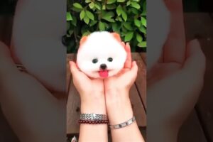 Fun and cute puppies #cutepuppy #short  #dog #anjingku #cute #anjingimut #puppy #anjingkita