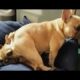 Funny And Cute French Bulldogs 🤣 | BEST Compilation 2024 #2