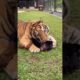 Funny Animals Video Short | Funny Videos Animal | Funny Pets